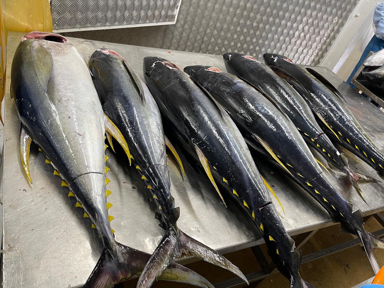 010_Target Species (2)