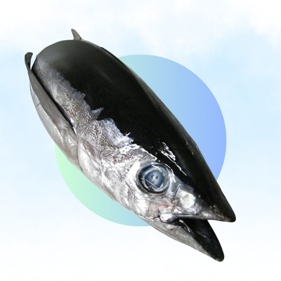 Albacore Tuna Whole round (Fresh)