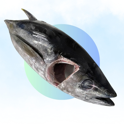 Big Eye Tuna GG (Fresh)