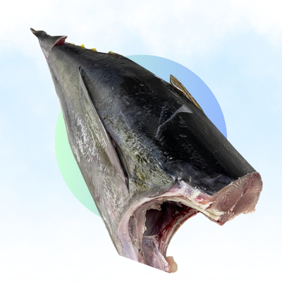 Big Eye Tuna HG (Fresh)